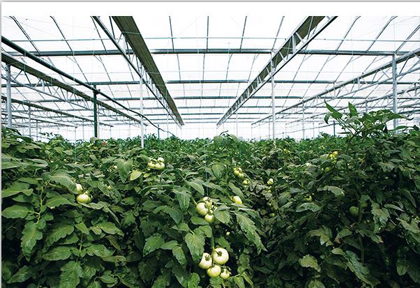 greenhouse greenhouse